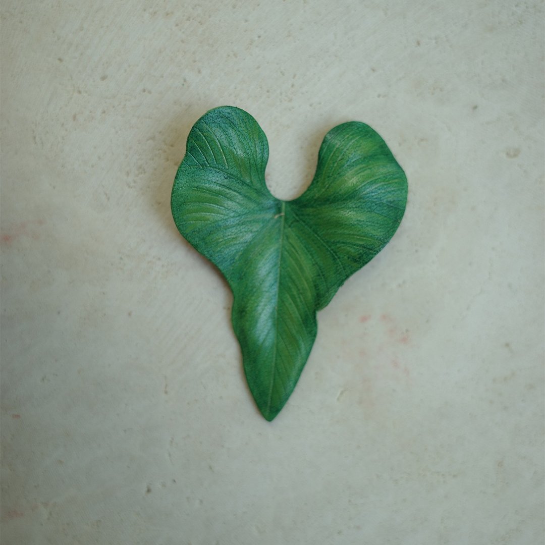 巴劳花烛 Anthurium balaoanum - 摆饰 - 真皮 绿色