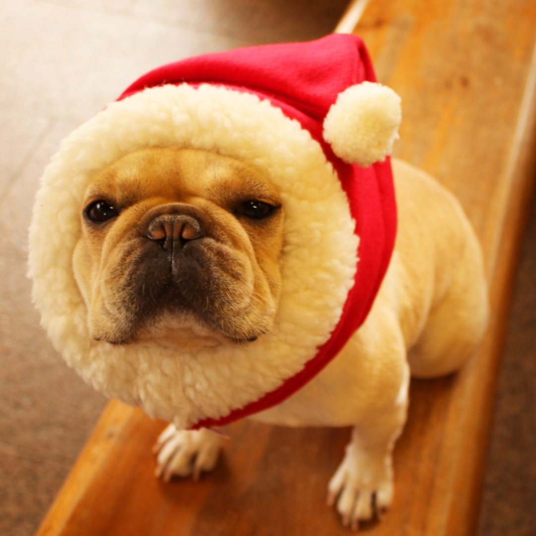 Santa dog Zura - 衣/帽 - 棉 红色