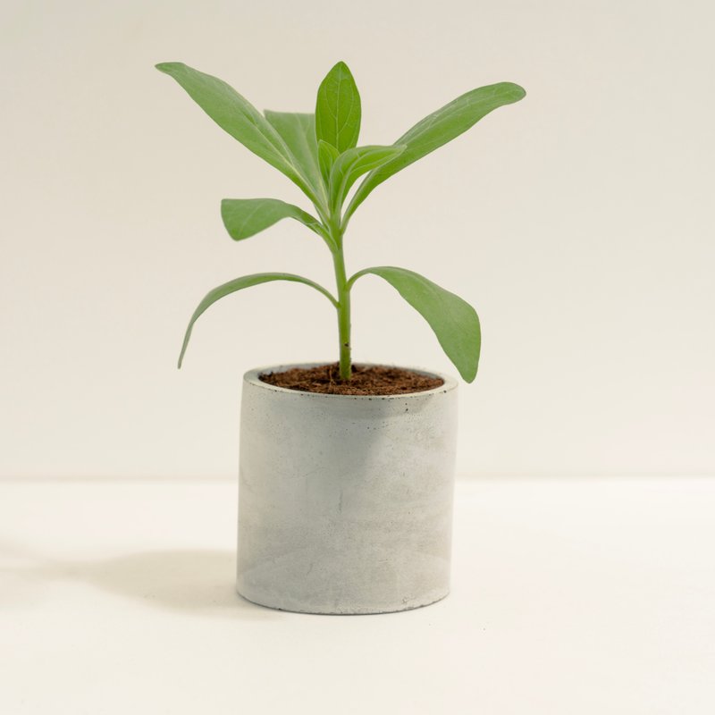 白水木│泥作系列│福所栽 - 植栽/盆栽 - 水泥 绿色