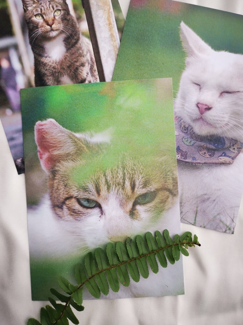 侯硐猫明信片 - 卡片/明信片 - 纸 