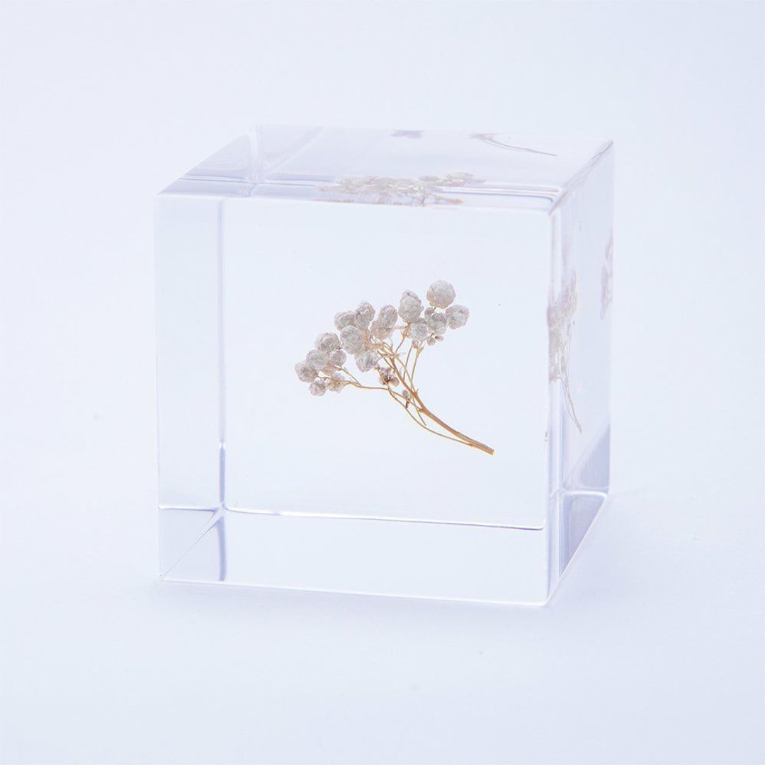 Sola cube 米香花立方块_生活充实的每一天 - 摆饰 - 植物．花 透明