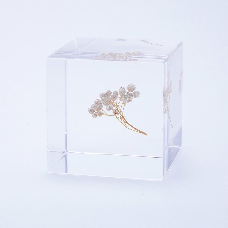 Sola cube 米香花立方块_生活充实的每一天 - 摆饰 - 植物．花 透明