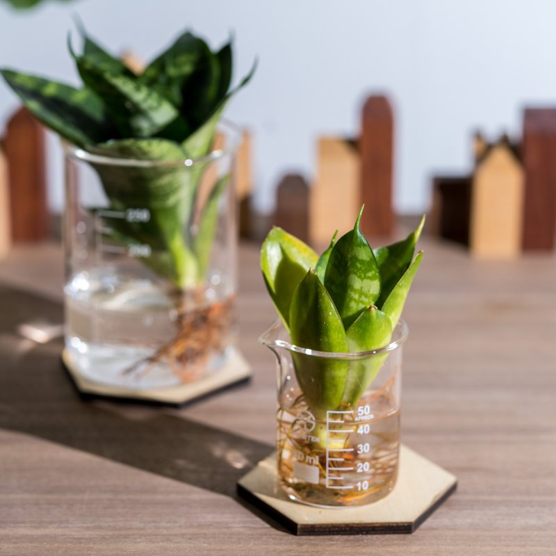 纯粹水耕植物 - 虎尾兰与山苏 礼物 - 植栽/盆栽 - 植物．花 绿色