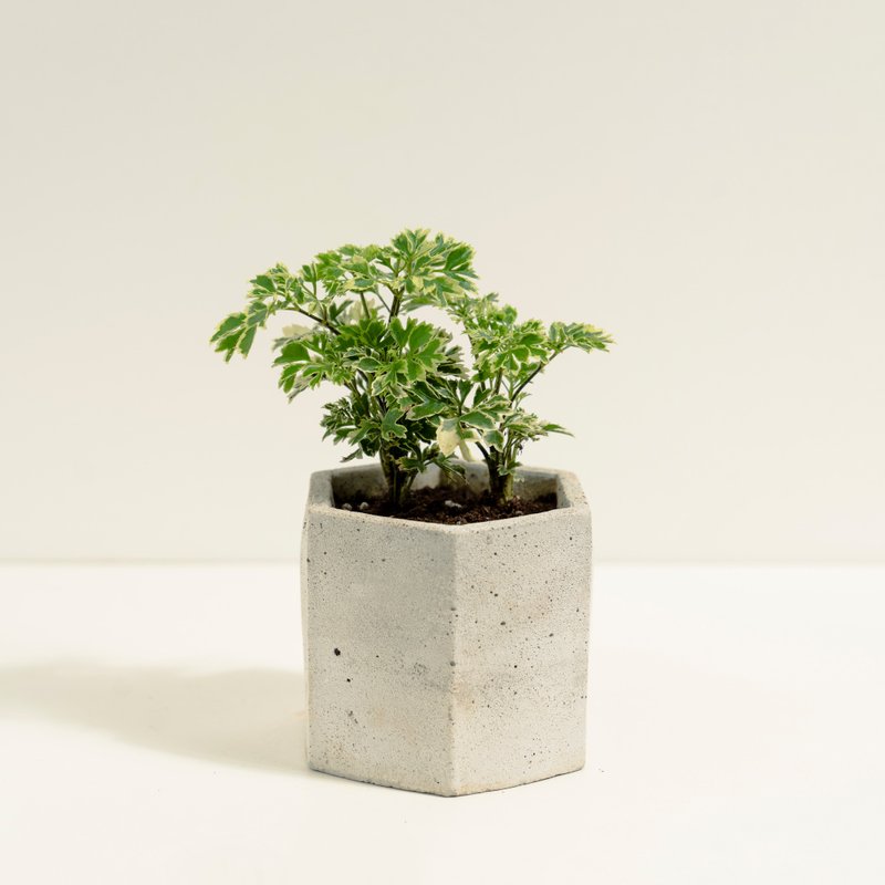 雪花福禄桐│泥作系列│福所栽 - 植栽/盆栽 - 水泥 绿色