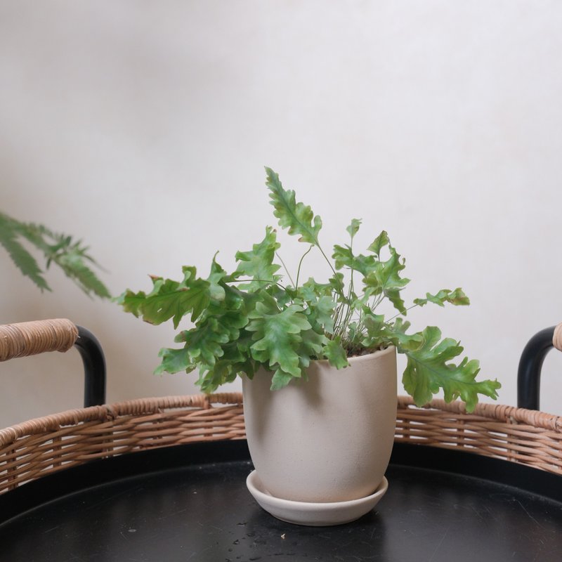 缀化蓝星蕨 - 植栽/盆栽 - 植物．花 