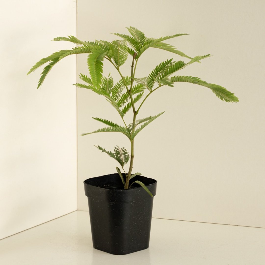 日本小豆树 - 植栽/盆栽 - 植物．花 