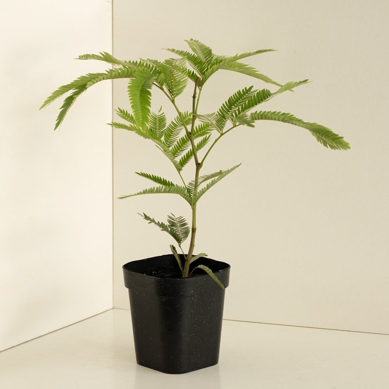 日本小豆树 - 植栽/盆栽 - 植物．花 