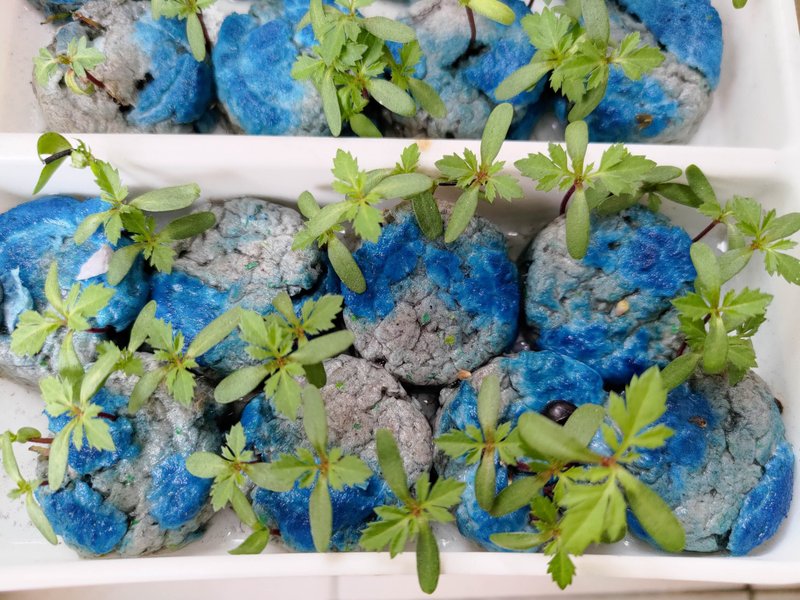 纸有一个地球-种子球DIY材料包 - 植栽 - 纸 绿色