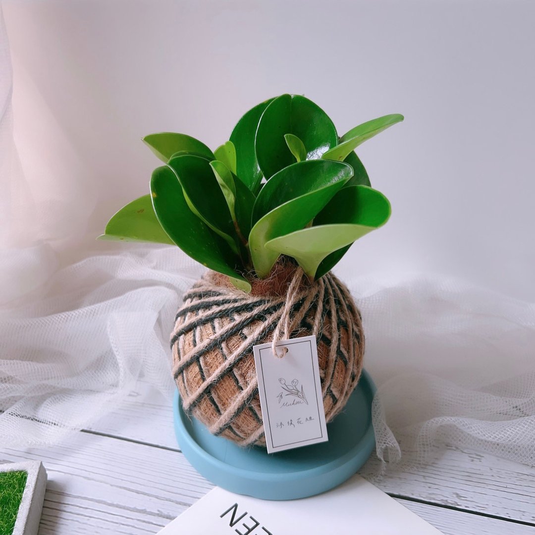 小苔球 圆叶椒草 (圆叶发财树)  室内植栽 - 植栽/盆栽 - 植物．花 