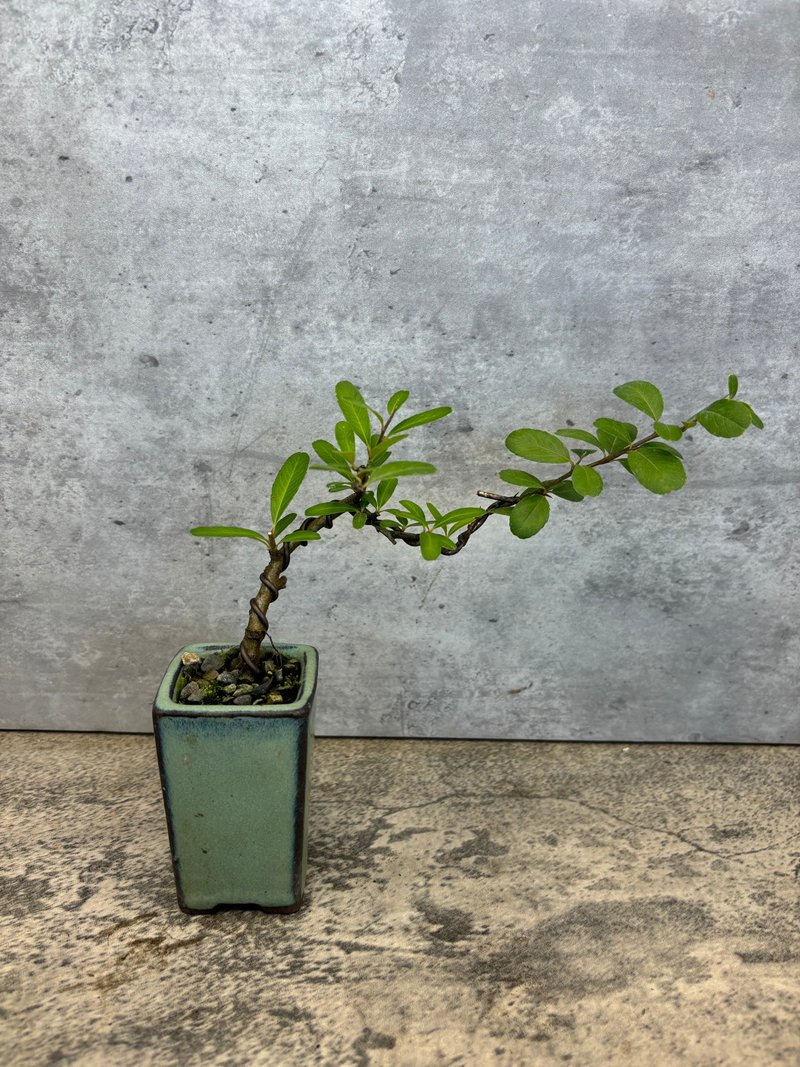 状元红  迷你盆栽 - 植栽/盆栽 - 植物．花 