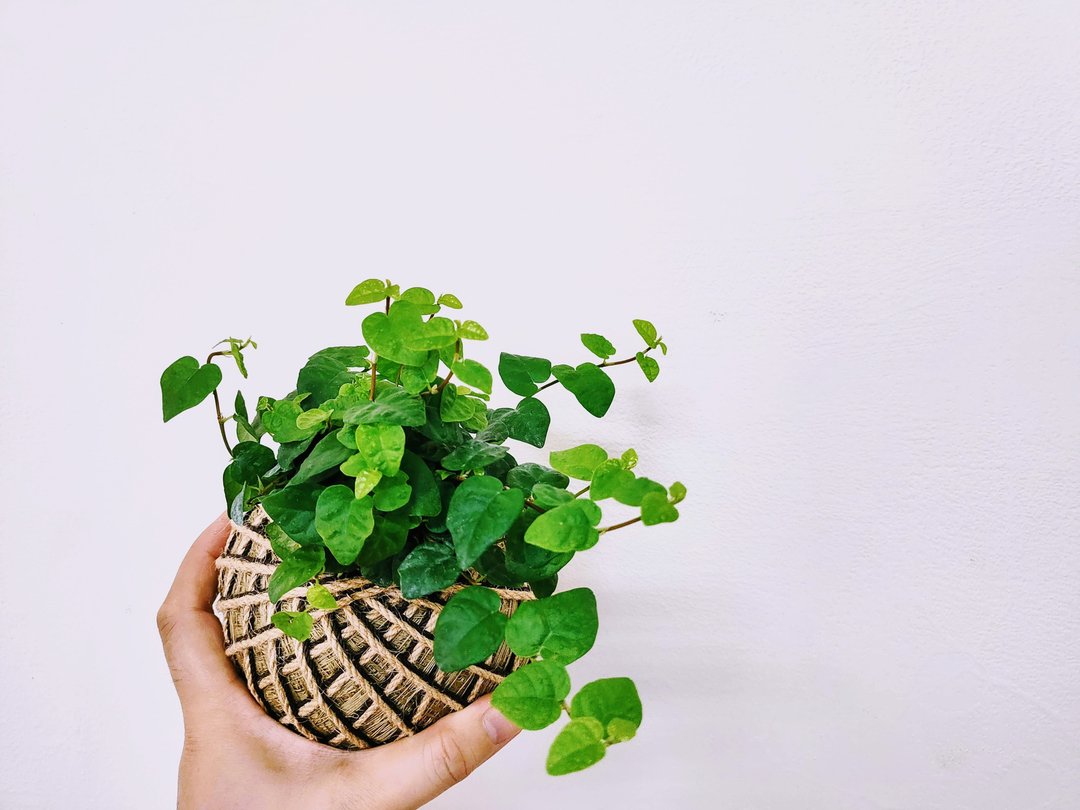 绿叶薜荔苔球│板植│居家装饰│室内植物 - 植栽/盆栽 - 植物．花 绿色