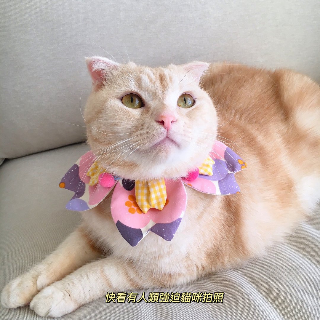 【恰氏手作】粉嫩版樱花双层花瓣宠物围脖领巾项圈装饰 - 项圈/牵绳 - 棉．麻 