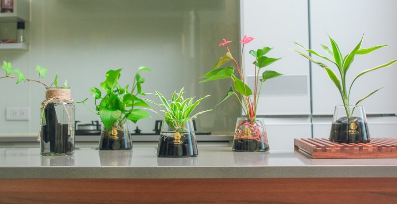 水耕炭盆 | 季节植物随机出货   室内植栽/简单照顾/懒人福音 - 植栽/盆栽 - 植物．花 绿色