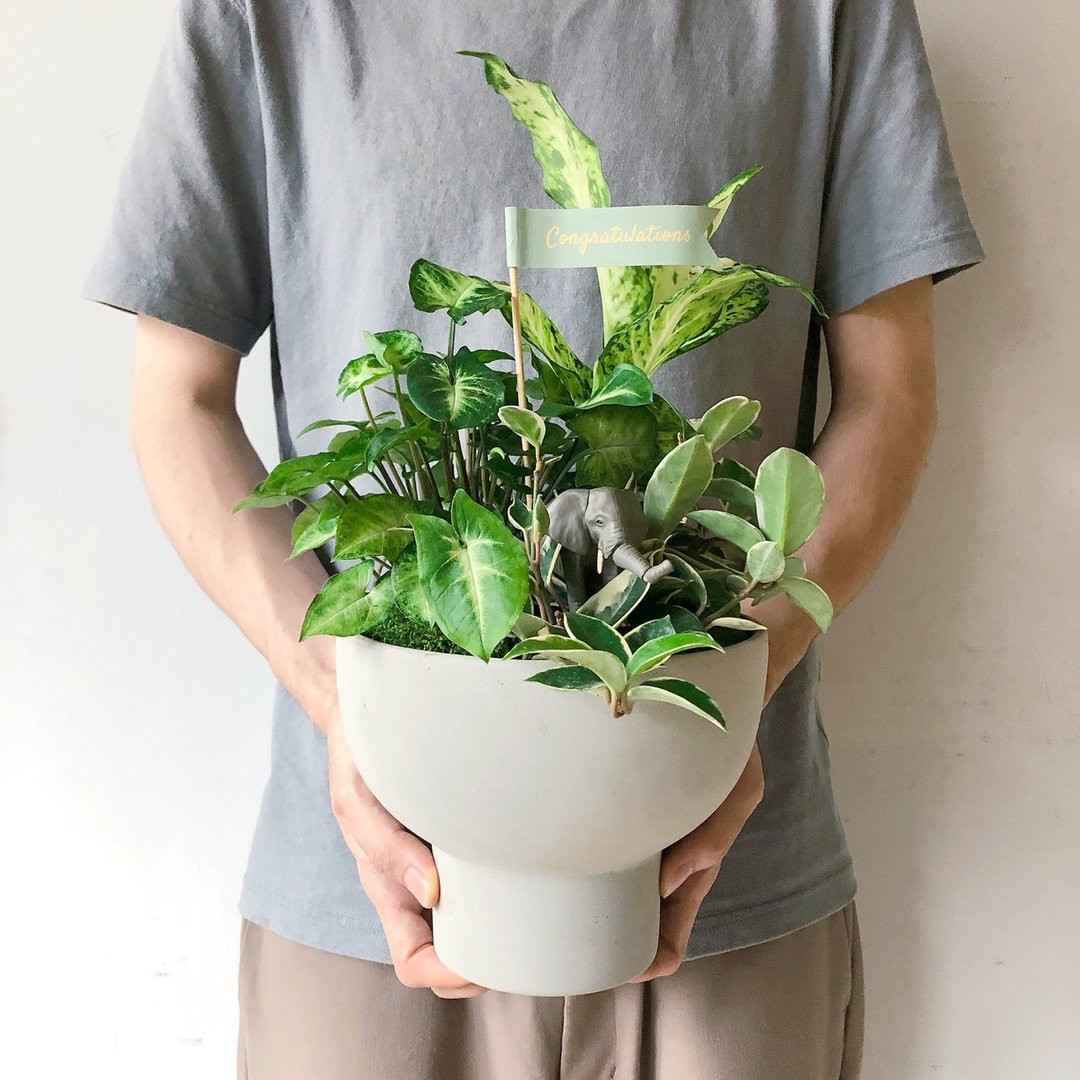 开幕植栽 室内植物 - 植栽/盆栽 - 植物．花 绿色