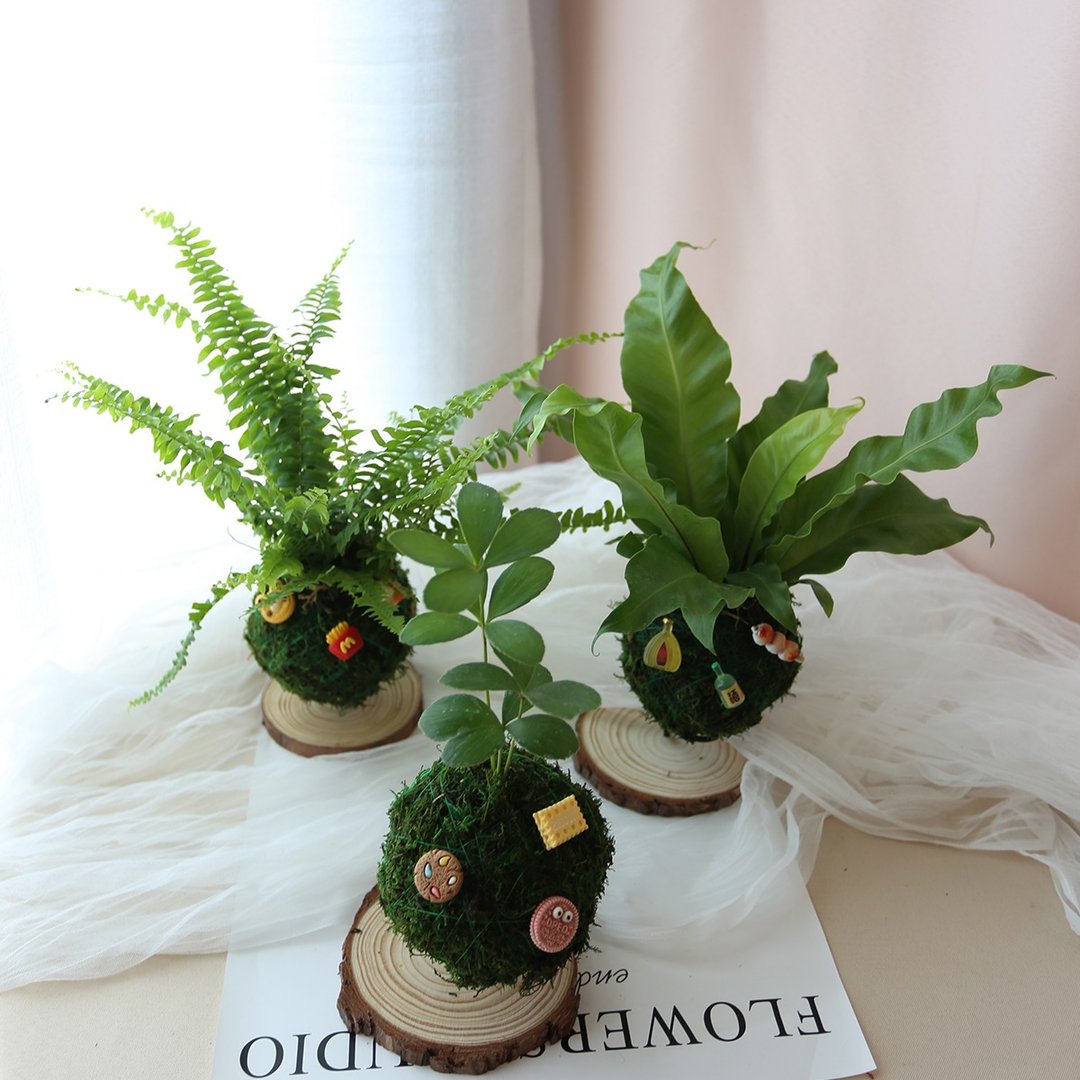 PD29漂浮小苔球 / 室内植栽 苔藓植物 - 植栽/盆栽 - 植物．花 绿色