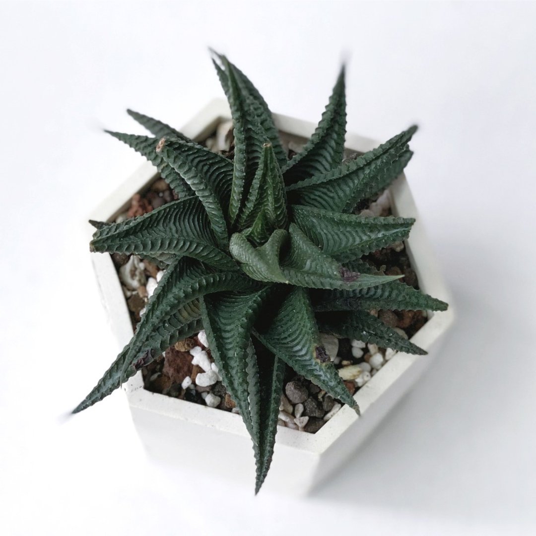 植栽瑕疵出清 | 琉璃殿 六边形渐层水泥多肉植栽 ( 现货 ) - 植栽/盆栽 - 植物．花 灰色