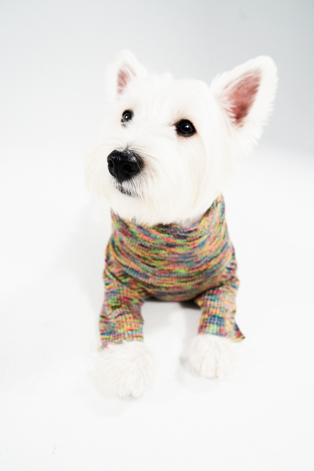 LazyEazy宠物服装反光毛衣猫咪狗狗小型犬秋冬保暖衣服炫酷出街 - 衣/帽 - 聚酯纤维 多色
