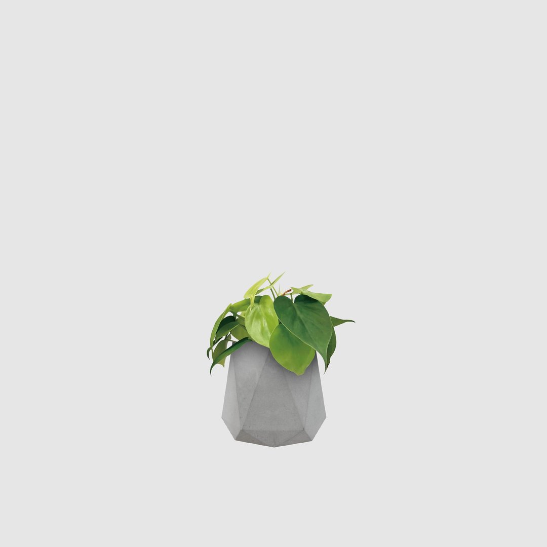 │ 水泥系列 │ 心叶蔓绿绒 - 防水清水模 水耕盆栽 自动喝水 - 植栽/盆栽 - 植物．花 灰色