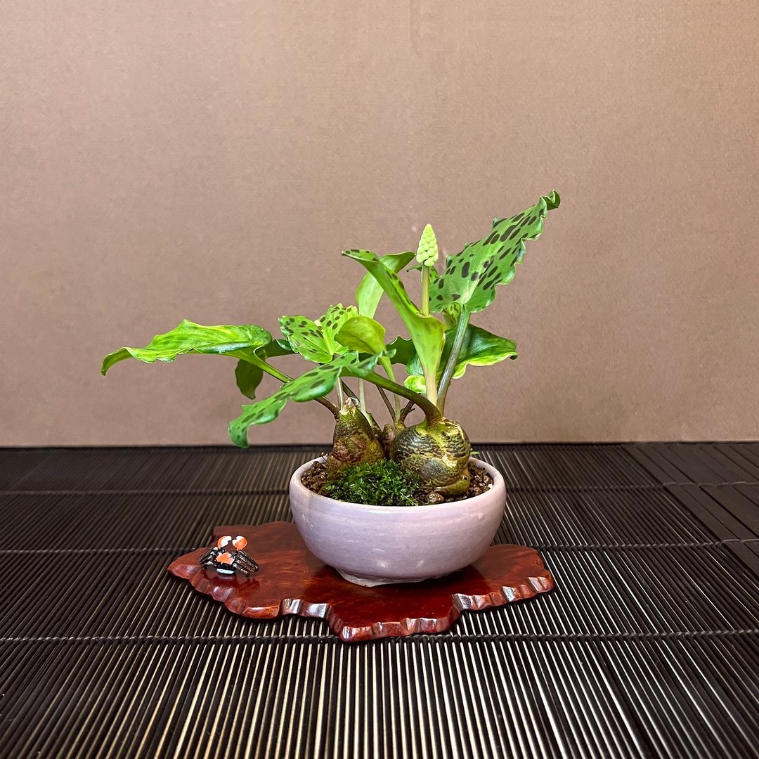 宗像一苍钵 出艺斑叶油点百合∣香氛山野草 - 植栽/盆栽 - 陶 