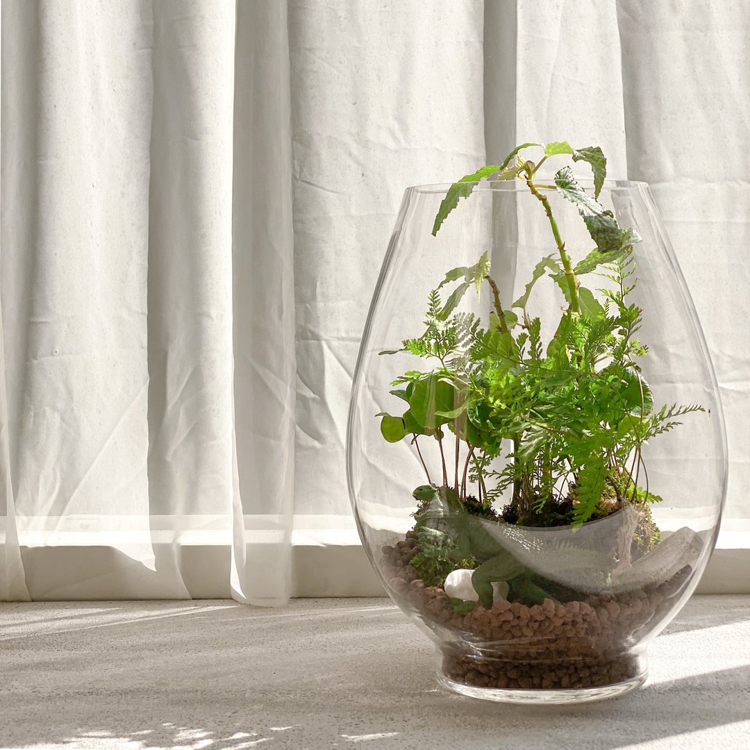 原始森林生态苔球瓶 - 植栽 - 植物．花 
