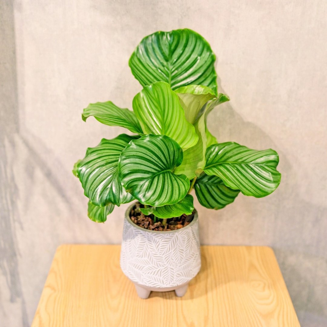 青苹果竹芋 盆栽 水泥盆树叶纹 桌上盆栽 开幕送礼 乔迁礼物 - 植栽/盆栽 - 植物．花 