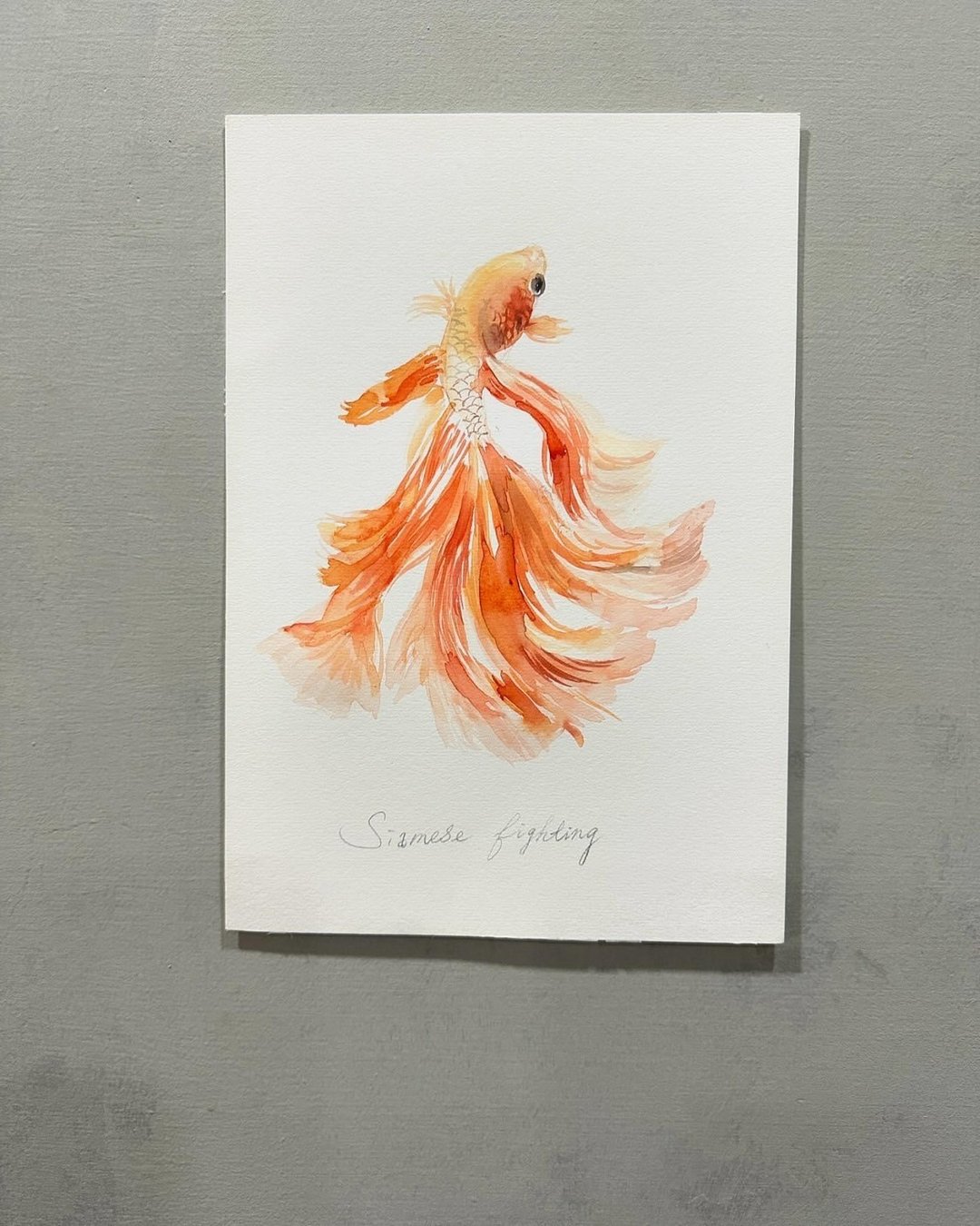 缤纷斗鱼水彩课程 / 水彩渲染 #初心者 - Hazel老师 - 插画/绘画/写字 - 纸 