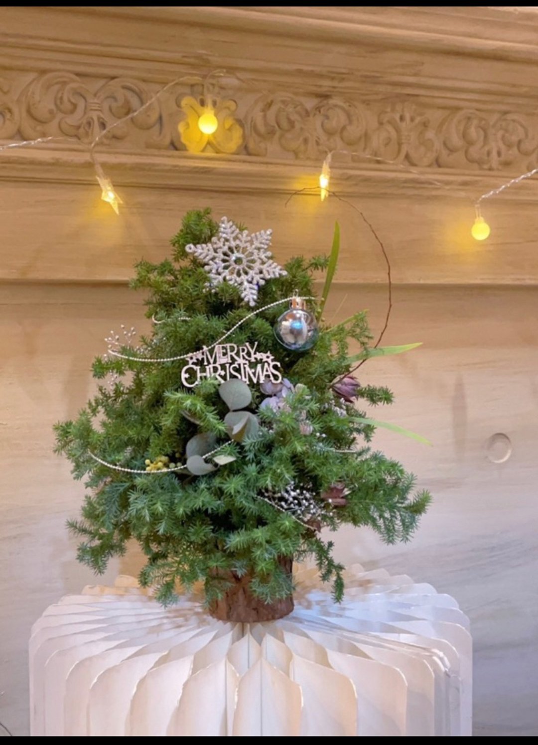 新鲜雪松圣诞树/圣诞树 - 干燥花/捧花 - 其他材质 