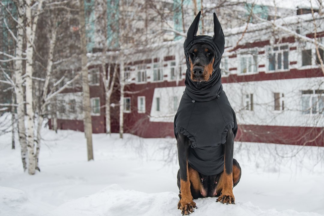 Doberman Pinscher Winter Dog Coat, Winter Jacket Custom Waterproof Coat with Hat - 衣/帽 - 尼龙 黑色