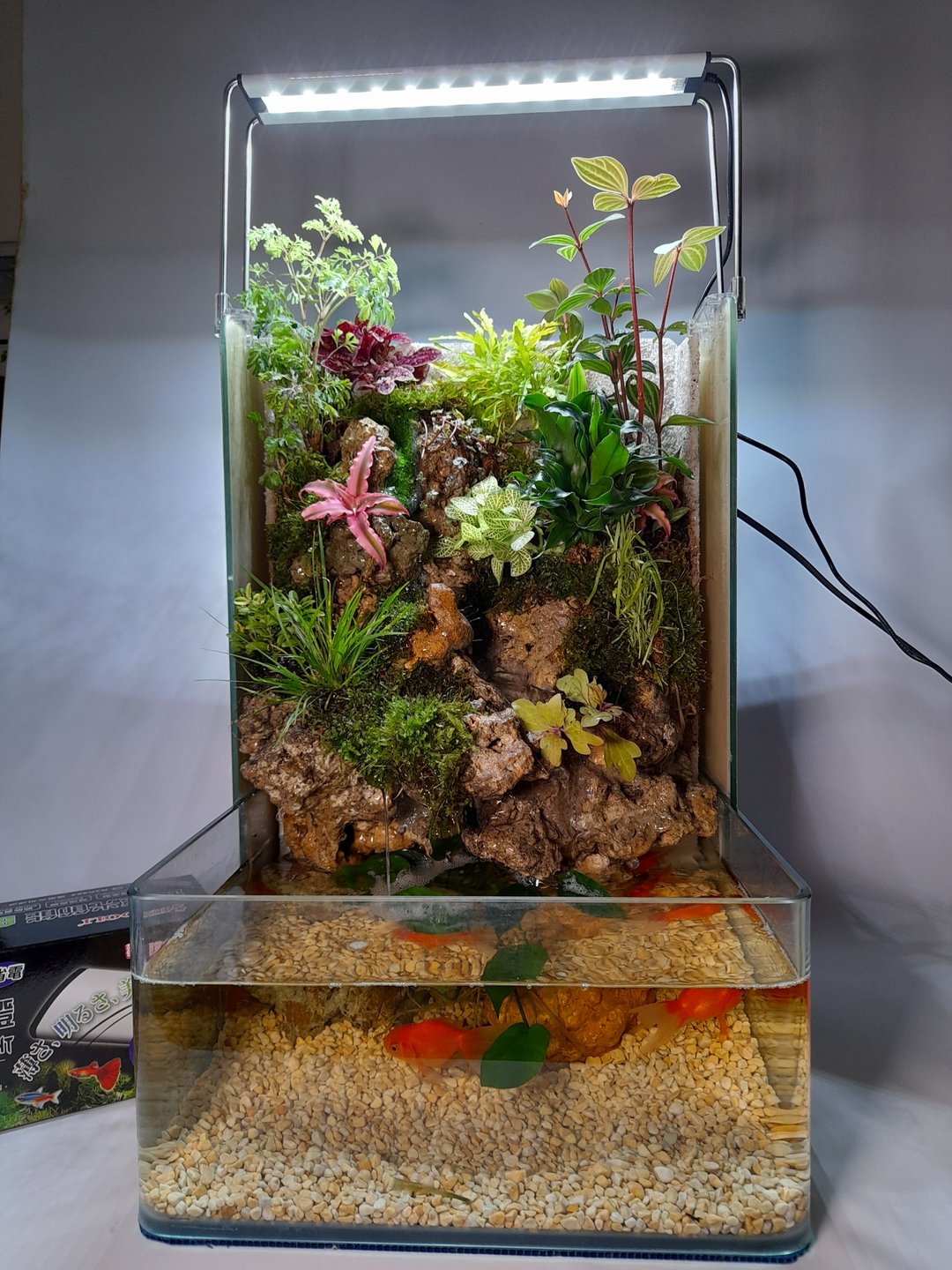 开运生态造景鱼缸AE-30 L型高缸  居家风水最耀眼的摆饰 - 植栽/盆栽 - 玻璃 