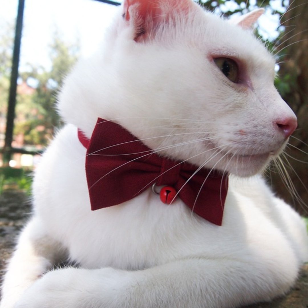 深红色  蝴蝶结宠物装饰项圈 猫咪 小型犬 迷你犬 - 项圈/牵绳 - 棉 红色