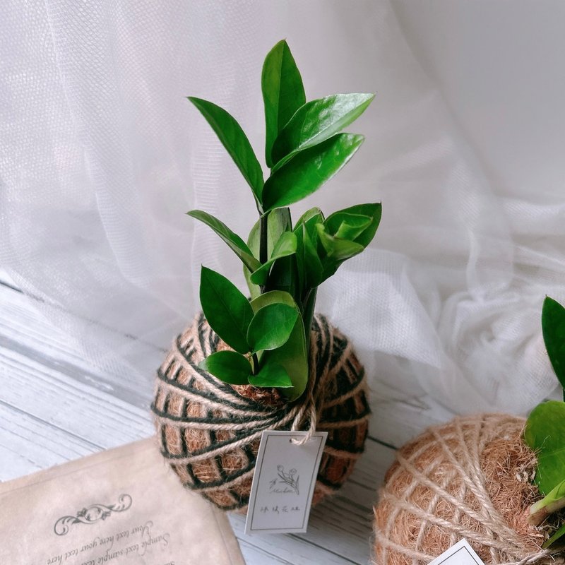 小苔球 金钱树 室内植物 招财植栽 - 植栽/盆栽 - 植物．花 