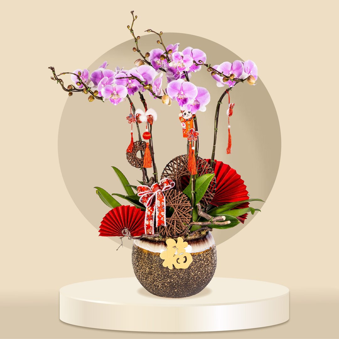 婚纱蝴蝶兰6棵 (GF00057) 兰花 新春兰花 年花 自家兰花园种植 - 植栽/盆栽 - 植物．花 