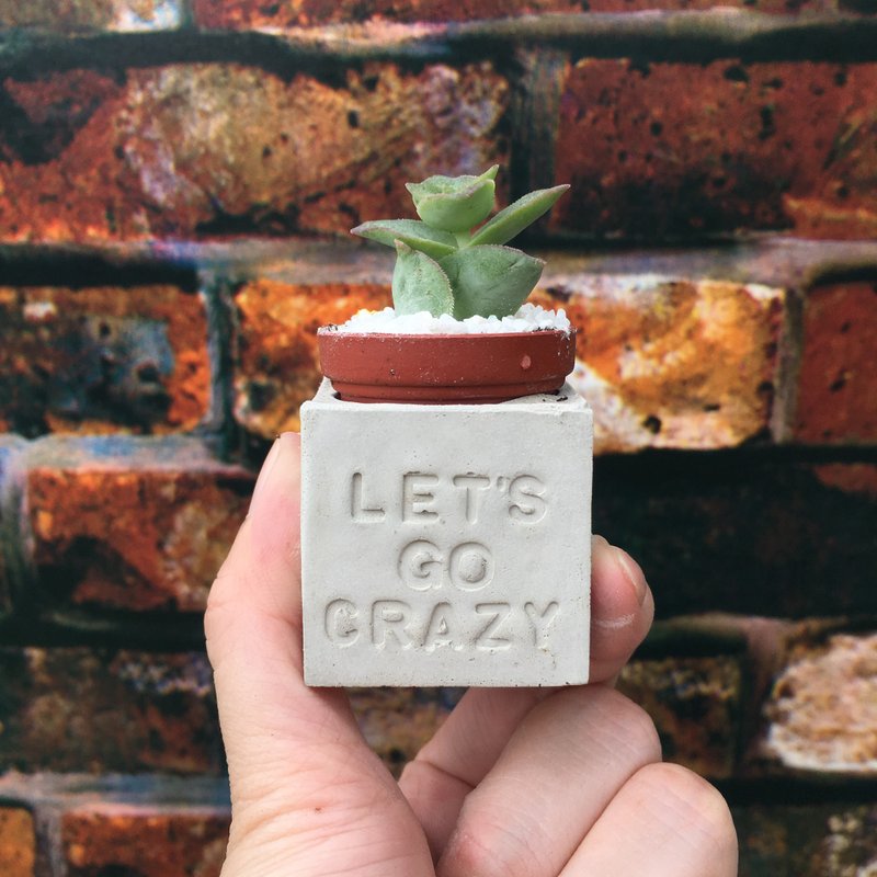 Let's go crazy 疯狂ㄧ下。多肉磁铁盆栽 - 植栽/盆栽 - 水泥 灰色
