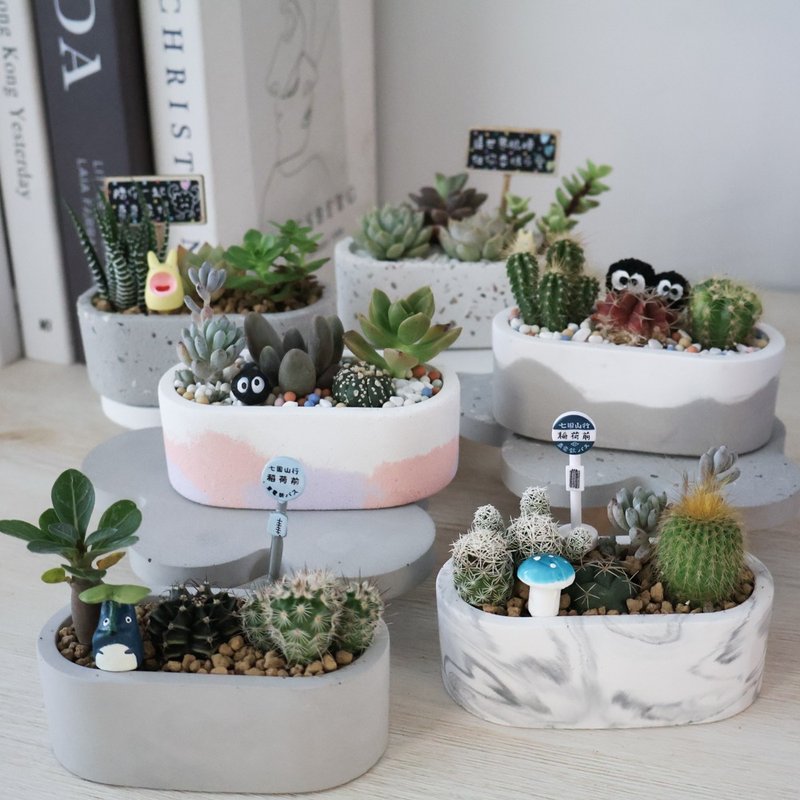 书桌上的小花园 / 小阳台 /多肉植物 / 仙人掌 / 疗愈 / 水泥盆 / - 植栽/盆栽 - 水泥 多色