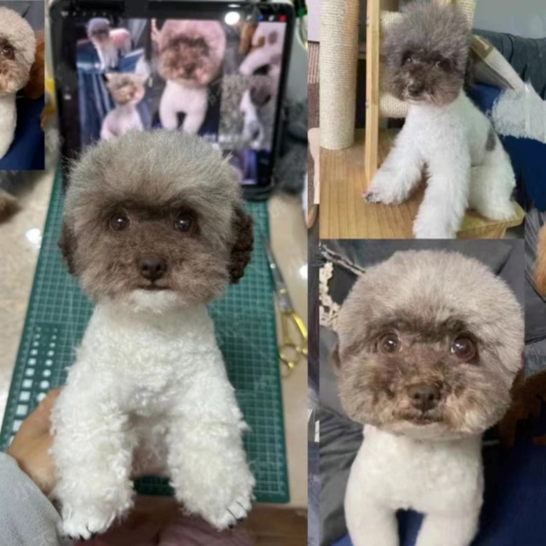 定制 逼真犬 毛孩 宠物 泰迪 羊毛毡 娃娃 似颜绘 纪念 狗狗 f6 - 玩具 - 羊毛 多色