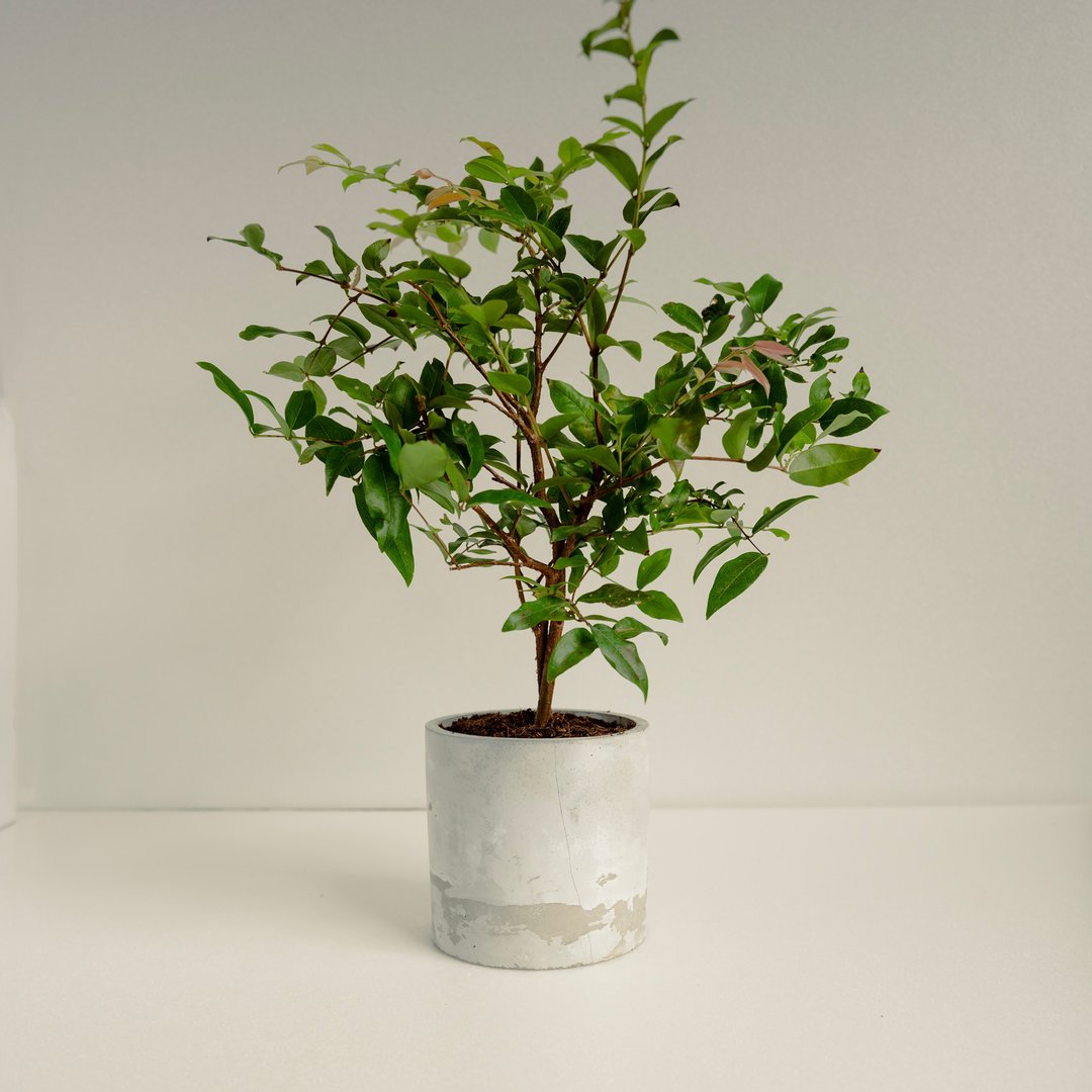 嘉宝果│泥作系列│福所栽 - 植栽/盆栽 - 水泥 绿色