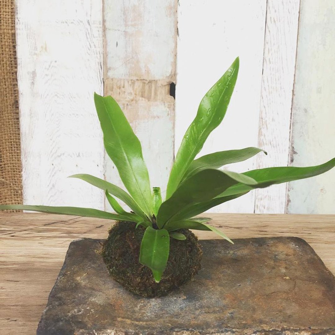 森林系苔球/苔玉- 中 季蕨类 山苏 观叶植物 - 植栽/盆栽 - 植物．花 绿色