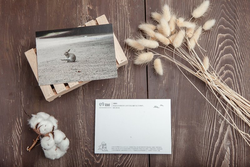 兔子摄影明信片- 独舞 - 卡片/明信片 - 纸 灰色