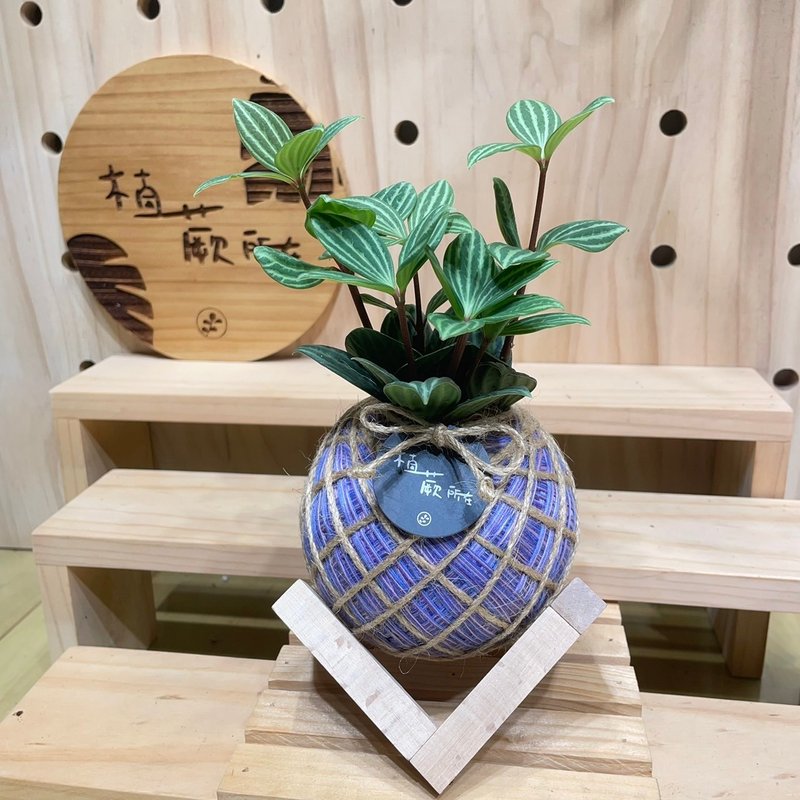 【植蕨所在】 多叶兰 水苔球 水苔球植物 新手植物 室内摆设 居家 - 植栽/盆栽 - 植物．花 