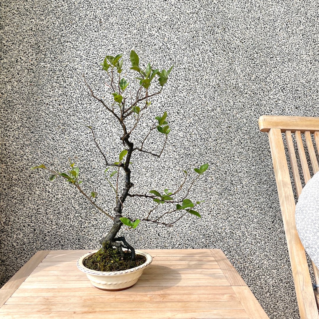 小品盆栽-日本姬柿都红 盆景 送礼 - 植栽/盆栽 - 植物．花 