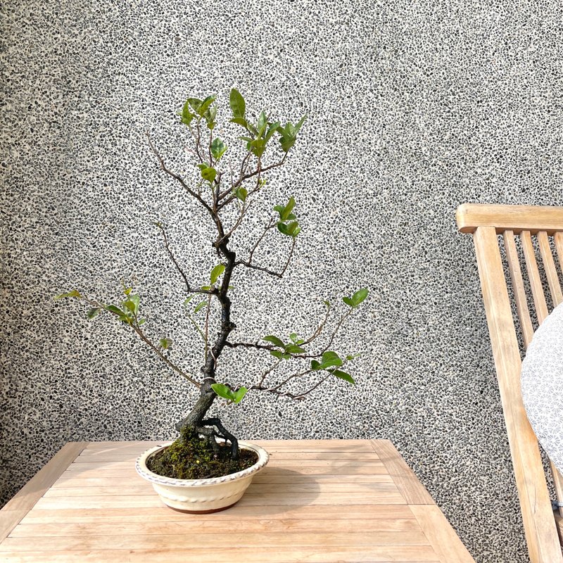 小品盆栽-日本姬柿都红 盆景 送礼 - 植栽/盆栽 - 植物．花 