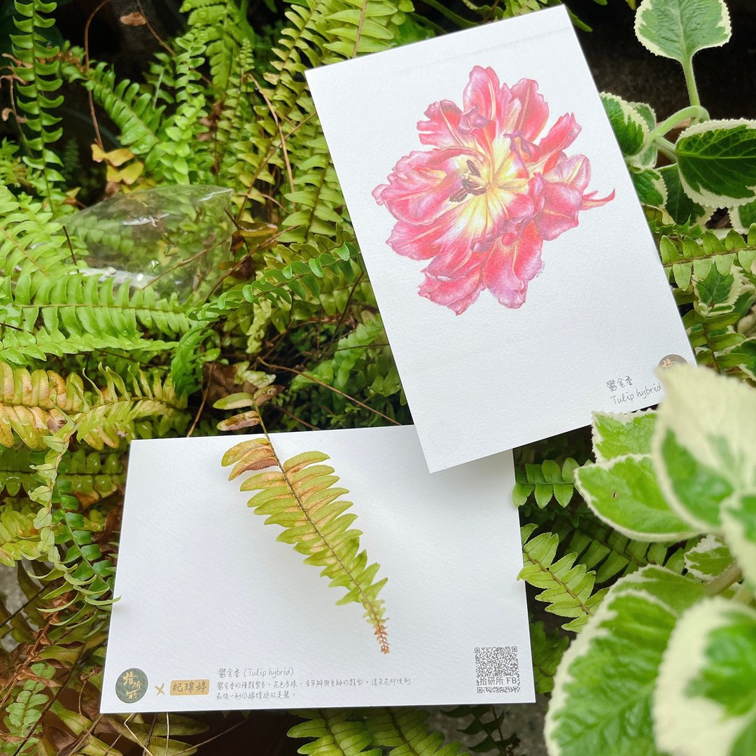 生物绘图明信片- 植物绘by 纪玮婷老师 - 卡片/明信片 - 纸 红色