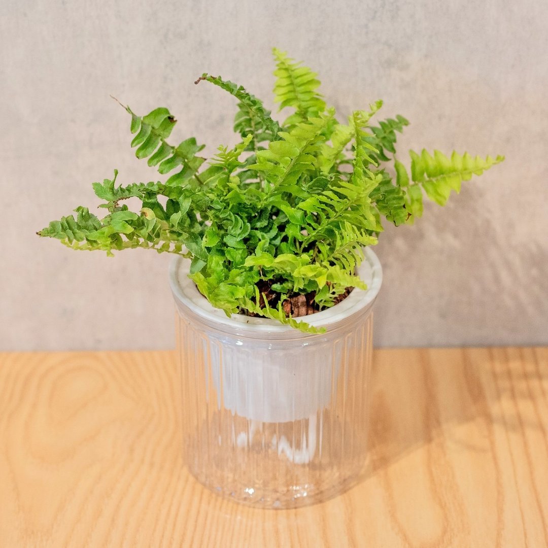 懒人盆栽-波士顿肾蕨 - 植栽/盆栽 - 植物．花 