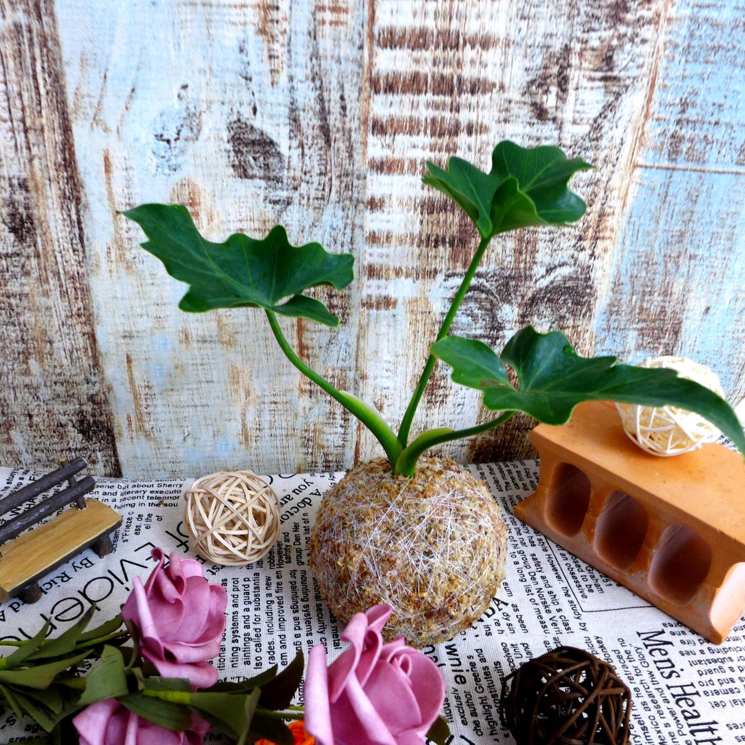芊艹手作/ 草花系列苔球 - 小天使蔓绿绒 - 植栽/盆栽 - 植物．花 绿色