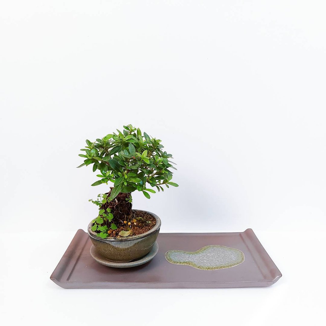 小品盆栽【日本皋月杜鹃・贵妇人・サツキツツジ】 - 植栽/盆栽 - 植物．花 