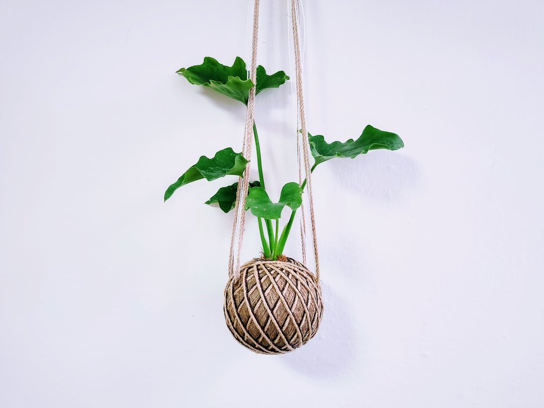 奥利多蔓绿绒苔球│室内植物│窗边植物│观叶植物 - 植栽/盆栽 - 植物．花 绿色
