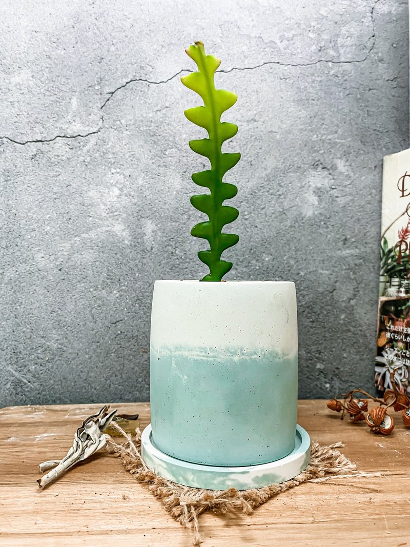 【水泥盆植栽】 鲨鱼剑仙人掌/ 手作水泥盆 双色盆 - 植栽/盆栽 - 植物．花 绿色