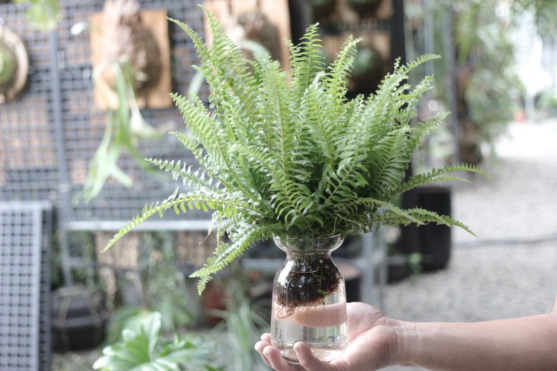 水培植栽│波士顿肾蕨_室内植物 办公室盆栽  植栽 盆栽 水耕植物 - 植栽/盆栽 - 玻璃 