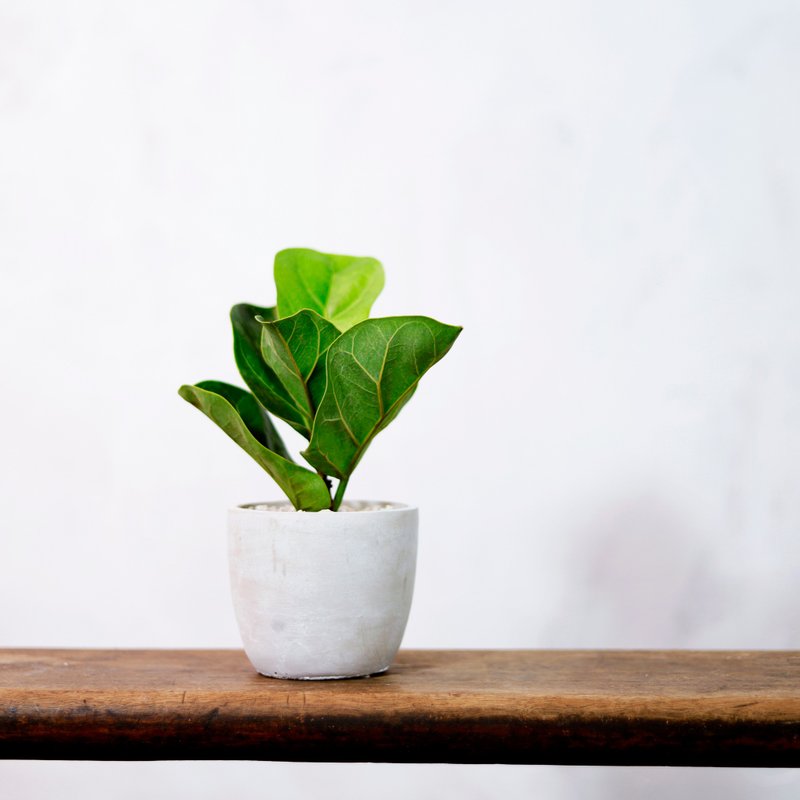 【室内盆栽】琴叶榕盆栽 盆栽 观叶植物 植栽 发财树 开幕送礼 - 植栽/盆栽 - 植物．花 绿色