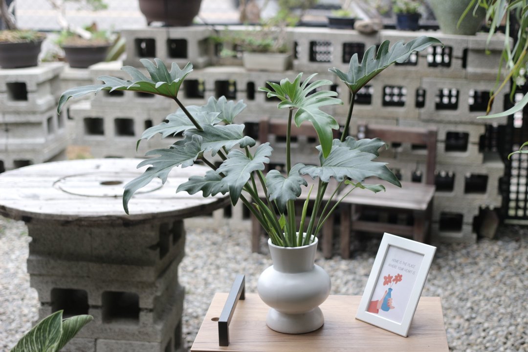 水培植栽│奥利多蔓绿绒_室内植物 办公室盆栽 店内摆设 送礼 - 植栽/盆栽 - 陶 